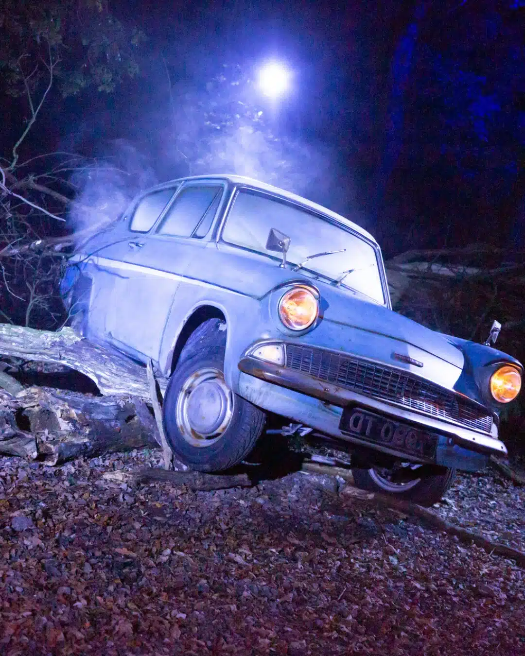 A Magical Road Trip: Harry Potter’s Forbidden Forest Lights Comes to Cincinnati