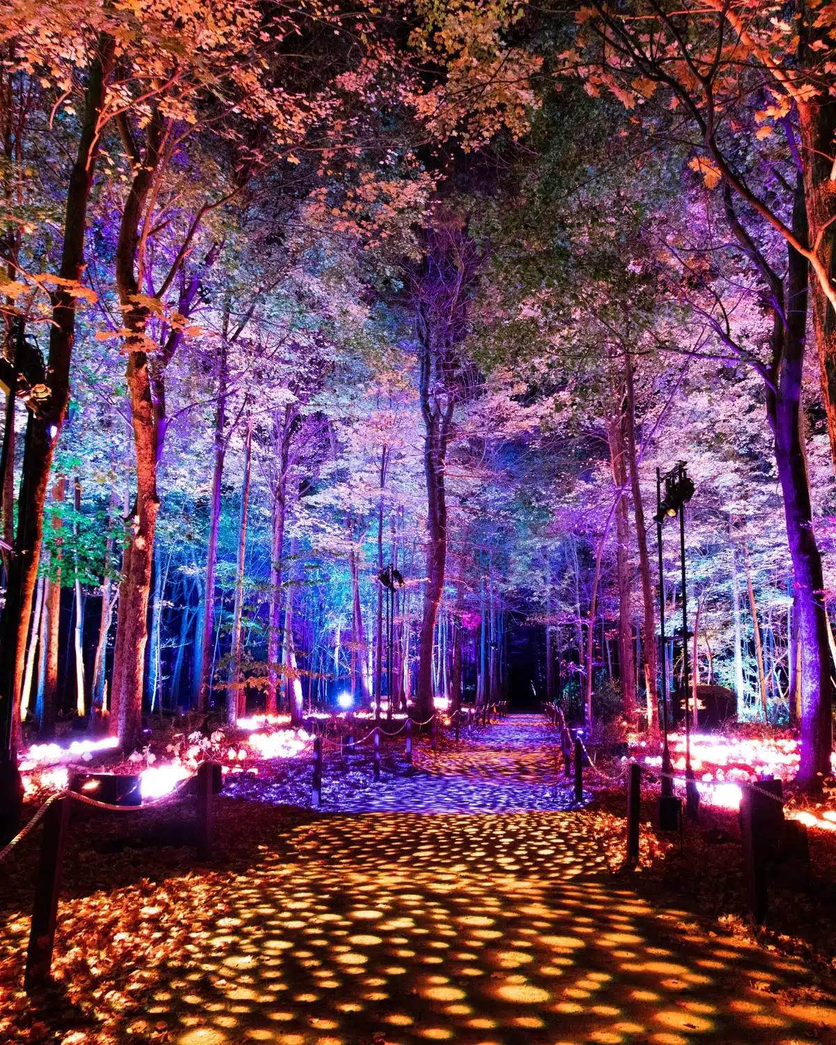 A Magical Road Trip Harry Potter’s Forbidden Forest Comes to