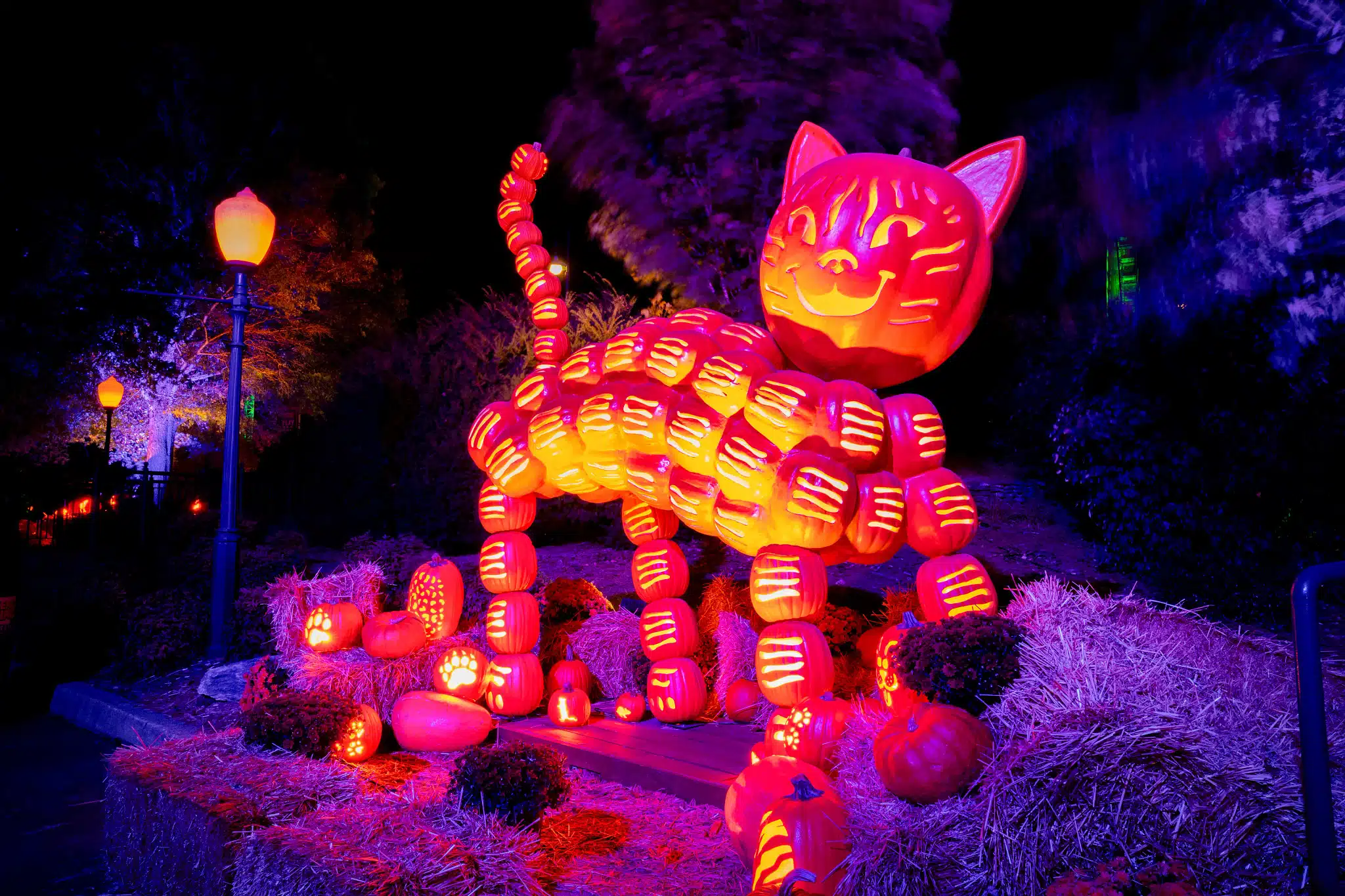 Large illuminated pumpkin cat sculpture at Pumpkins at Kentucky Kingdom