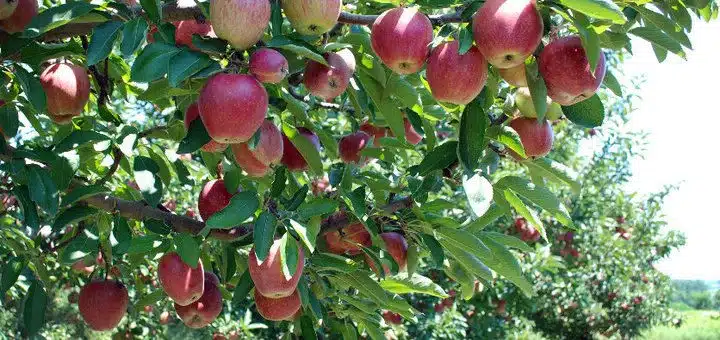 Red apples hang from a tree at Dougherty Orchards in Cambridge City