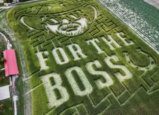 Indianapolis Colts Fall Fests: Two Farm Takeovers Packed with Football, Fall & Family Fun for the boss cornmaze