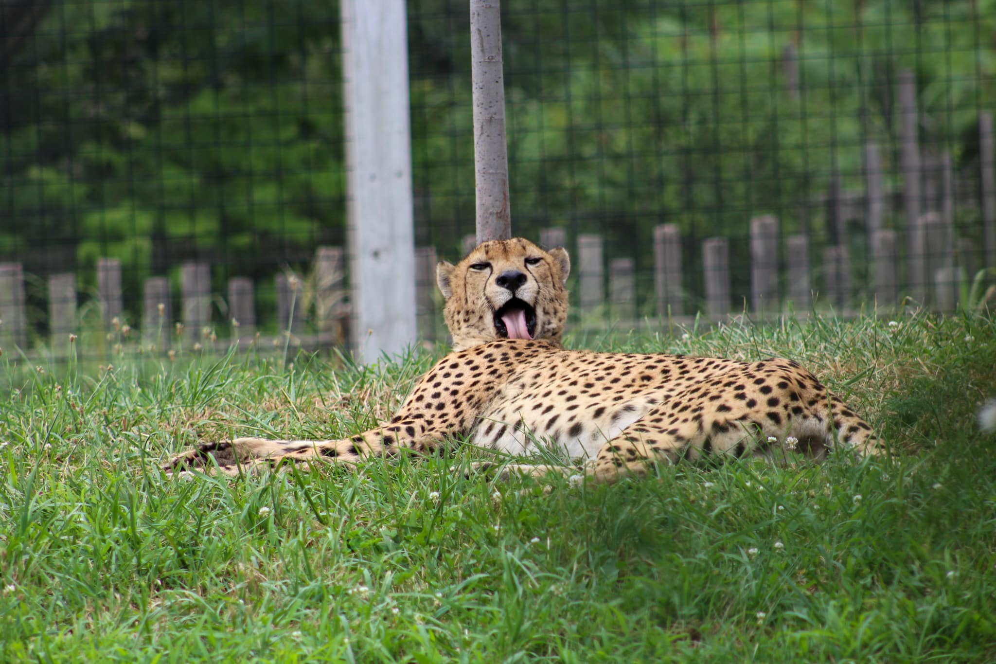 Things to Do This Weekend in Indianapolis with Kids (Feb Mar 6-8, 2026) 5 Indianapolis Zoo, Sensory Sunday