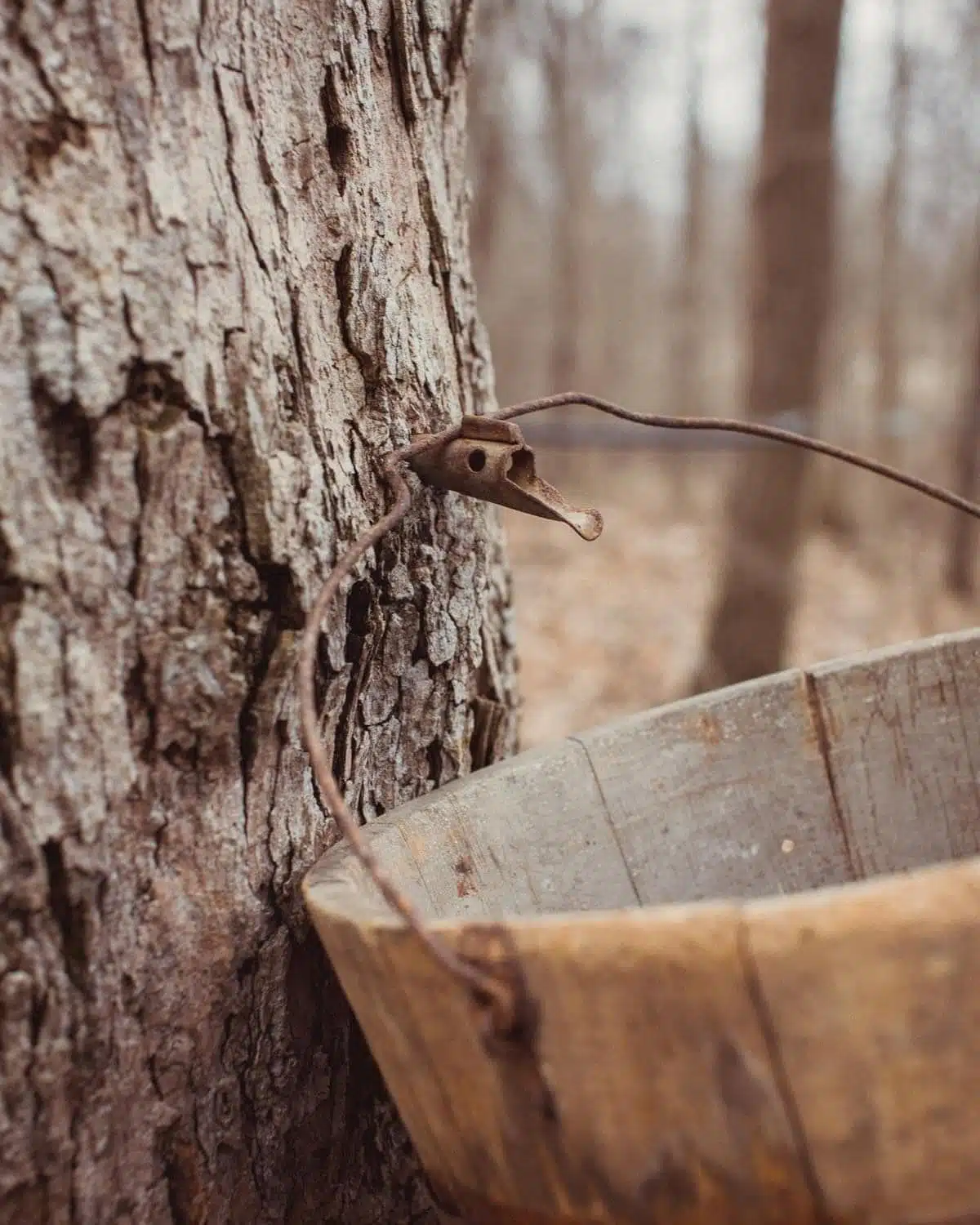 Parke County Maple Fair 2026
