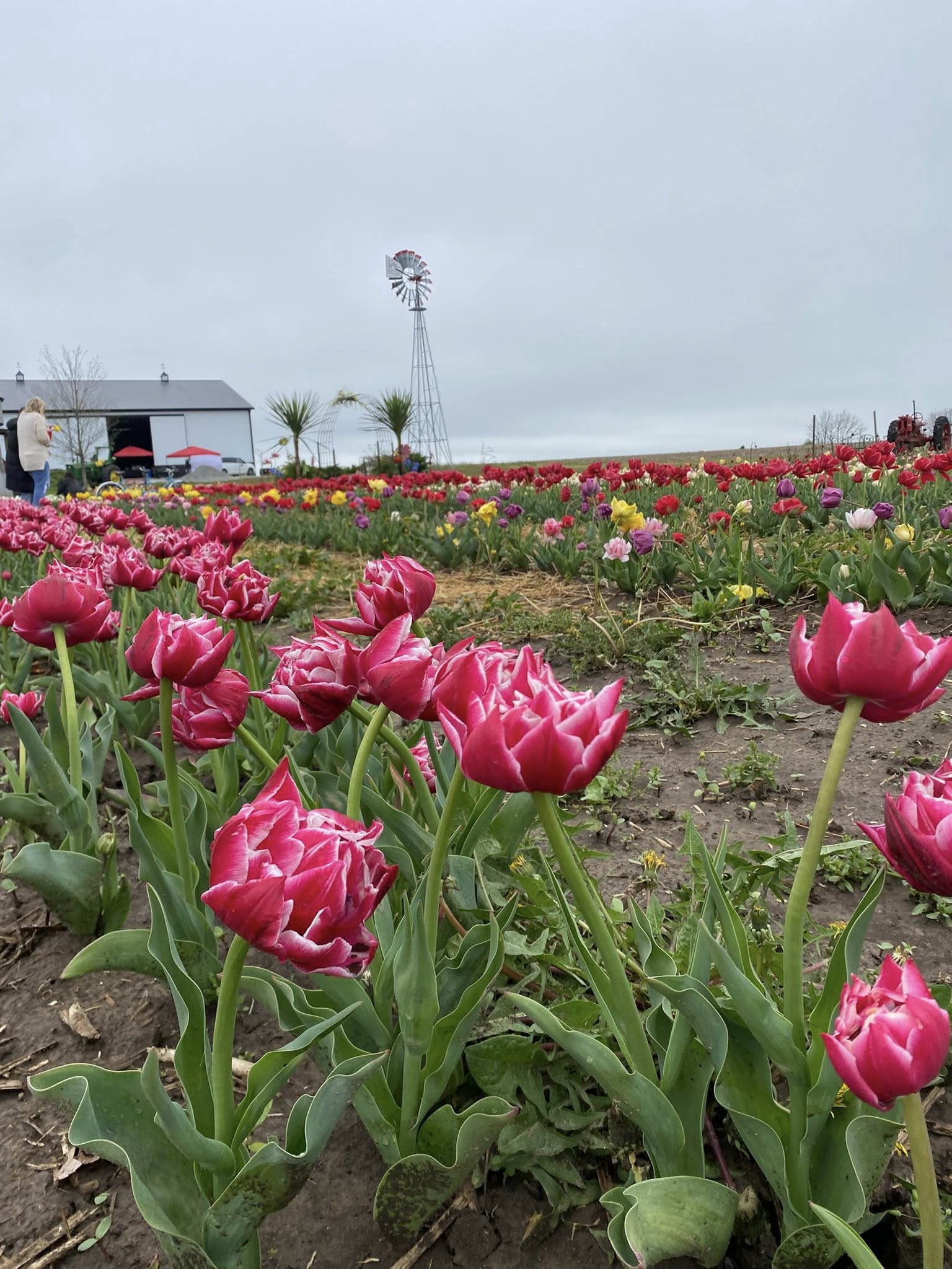 U-pick tulips at The Barn at Helm Tulip Festival in Williamsburg Indiana