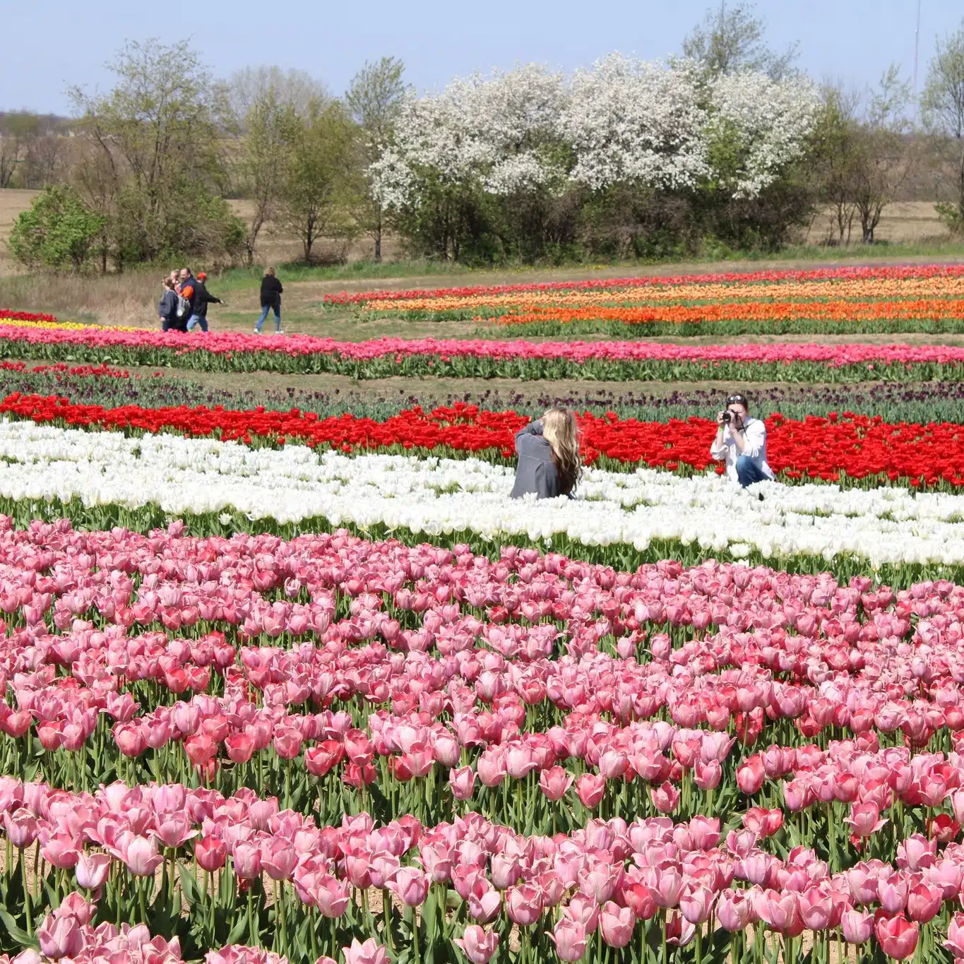 Families walking through tulip fields at Tulip Tyme spring festival in Indiana