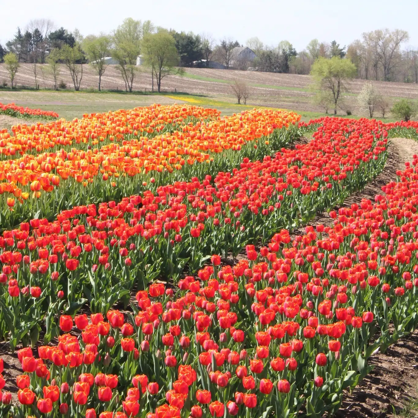 Rows of colorful tulips blooming at Tulip Tyme at the Farm in Lowell Indiana