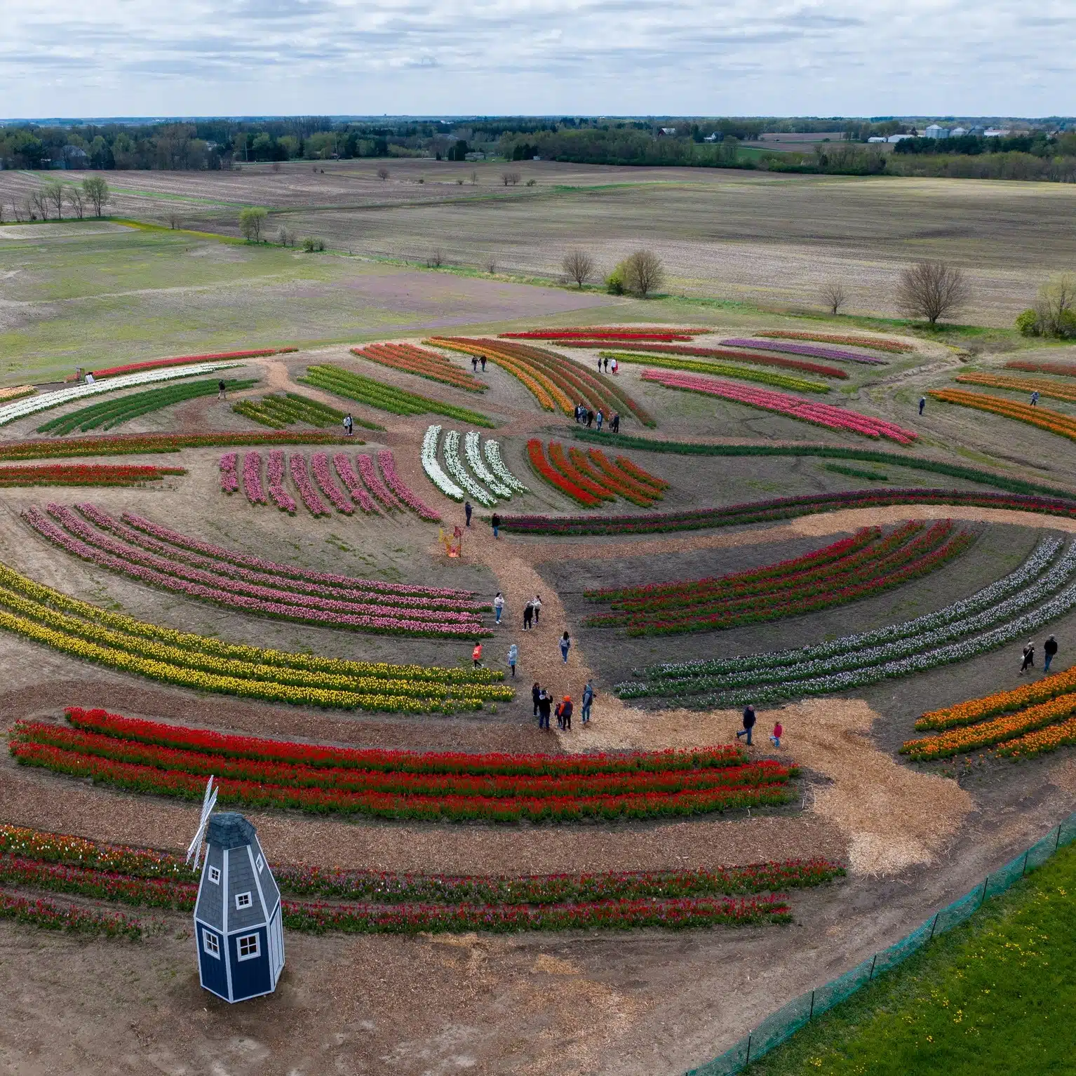 aerial view of rows of colorful tulip fields at Tulip Tyme festival at Harvest Tyme Family Farm in Lowell Indiana