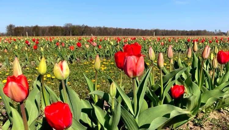 Field to Vase Tulip Fest
