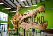 South Bend Bringing Dinosaurs to Life