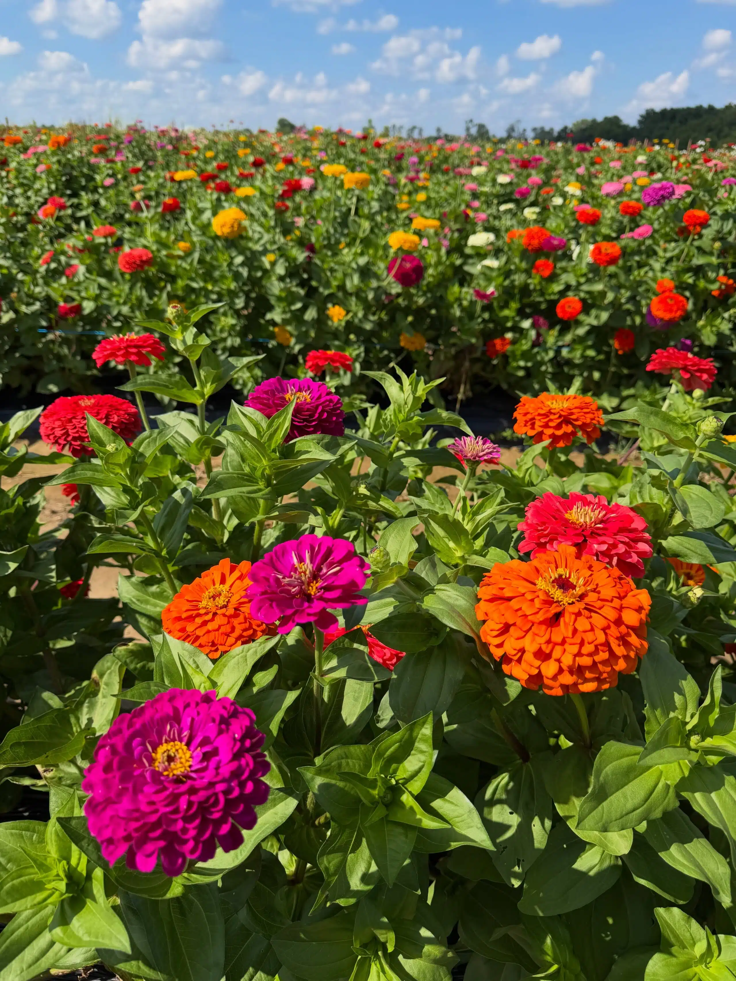Rows of colorful flowers in the summer flower field at Beasley's Orchard