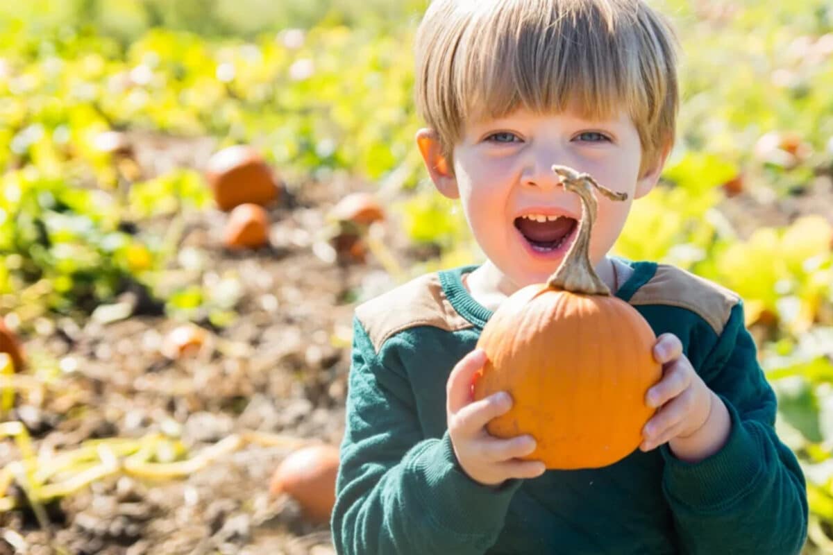Small Wonders: Fall on the Farm