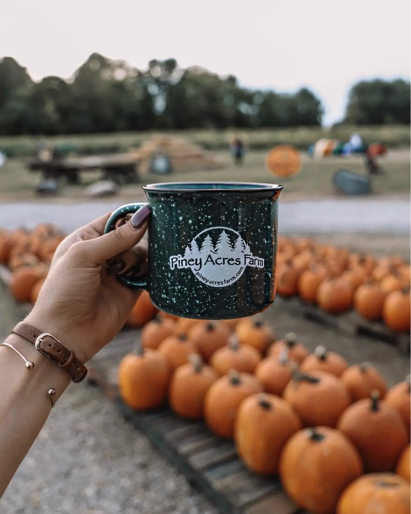 Cup and pumpkins at Piney Acres Farm