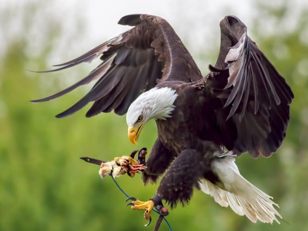 A bald eagle landing with its wings spread