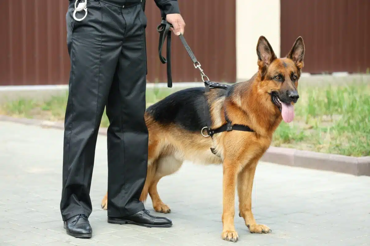 A German shepherd on a leash stands beside its handler