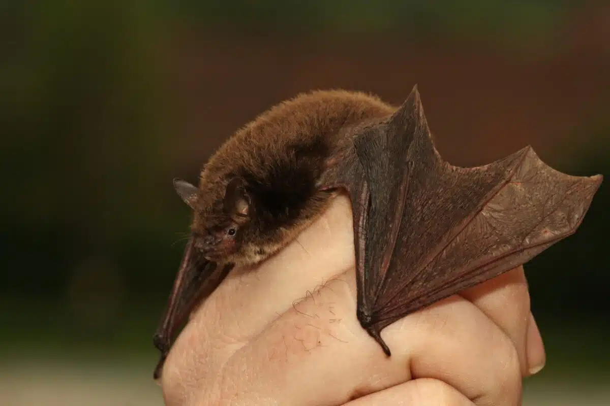 A small brown bat held gently in a person's hand