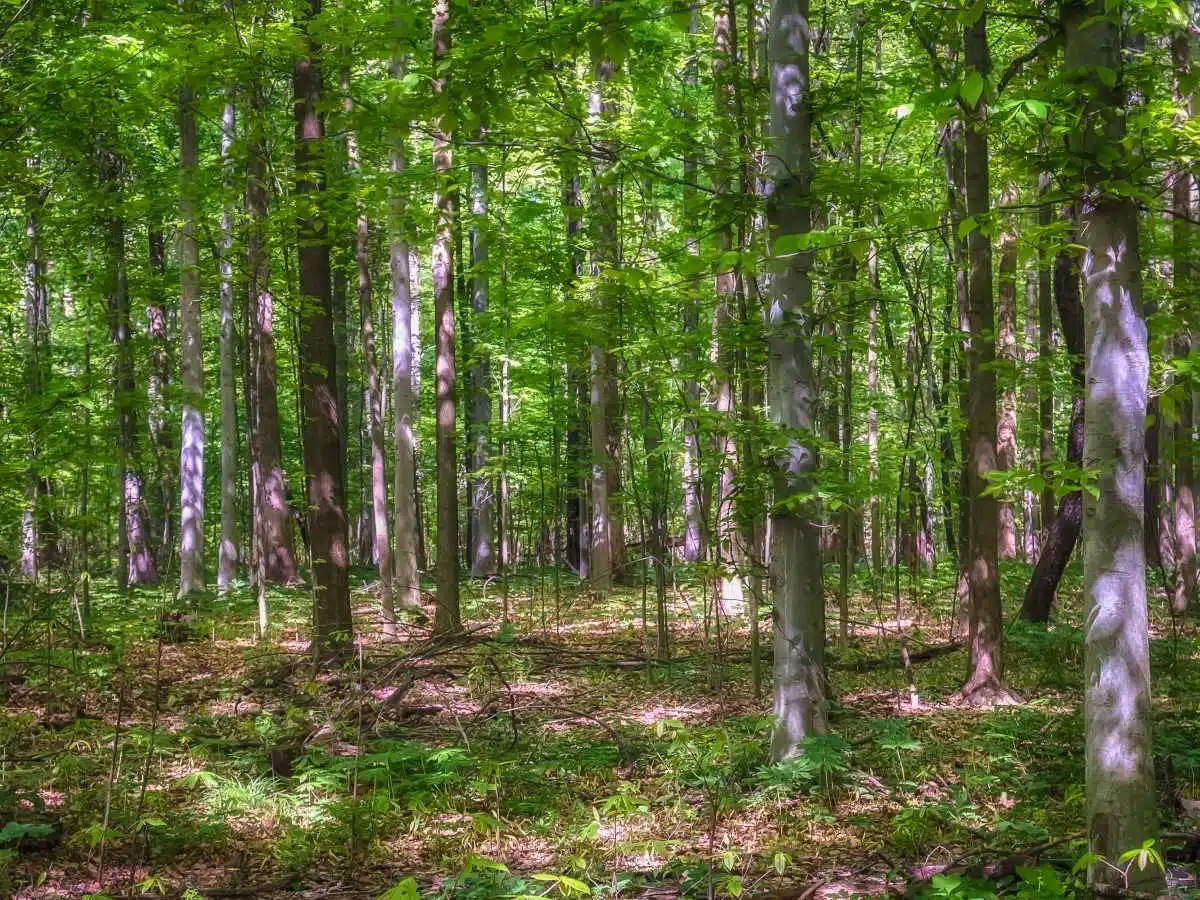 Things to Do in Avon with Kids (2026) 5 Tall hardwood trees and green undergrowth in Burnett Woods Nature Preserve in Avon