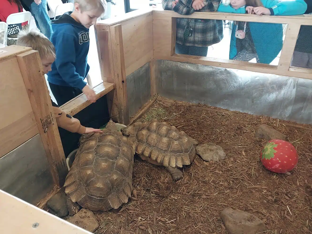 Things to Do in Avon with Kids (2026) 3 Kids lean over the pen to feed Jack and Diane, the African spurred tortoises at the Pecar Park Nature Center in Avon