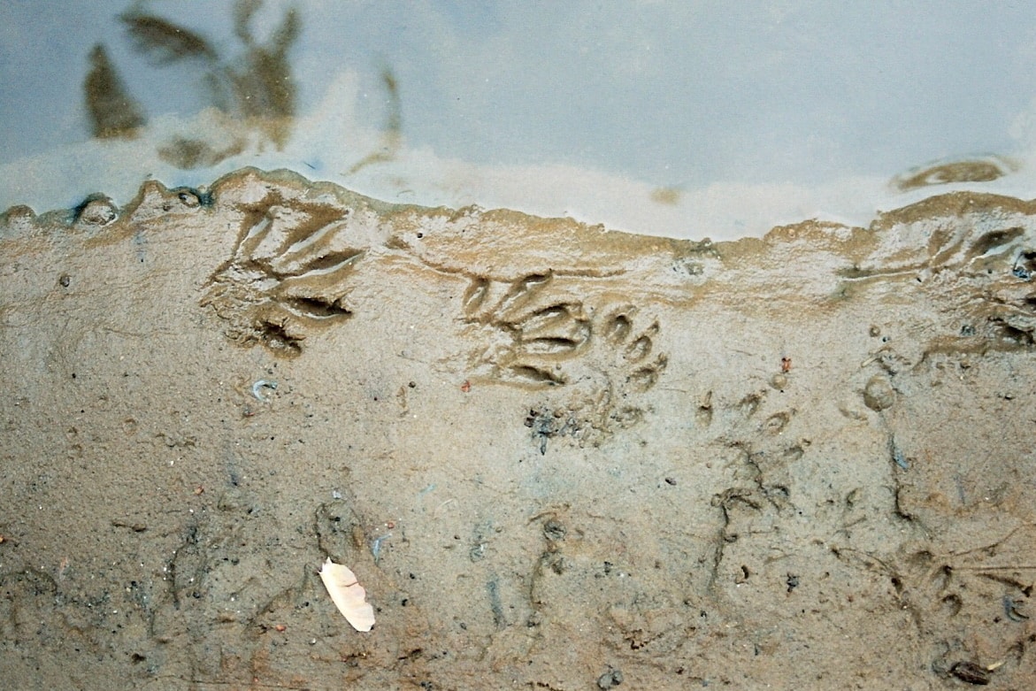 Animal tracks pressed into mud