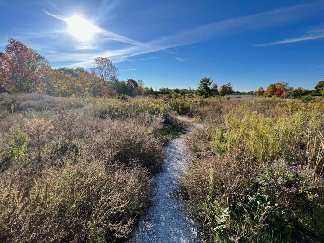 The woods and trails at West Park in Carmel